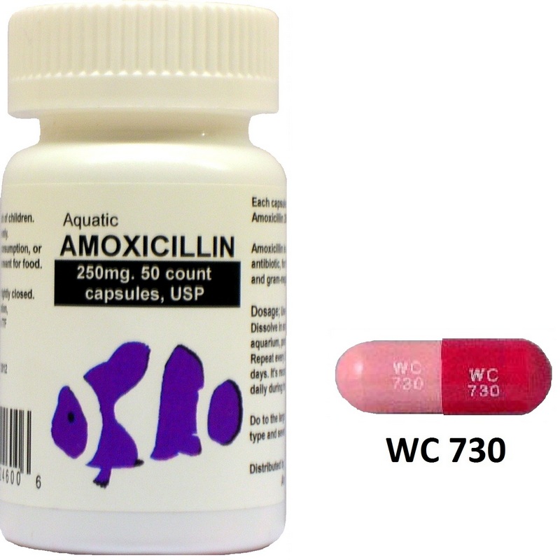 Amoxicillin